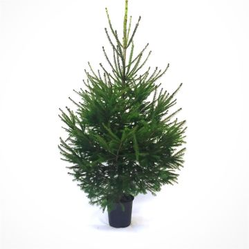 Picea Abies.jpg