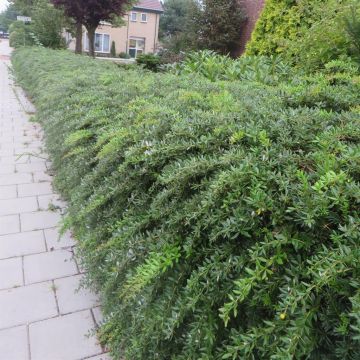 Berberis frikartii Telstar V1