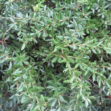 Berberis frikartii Telstar