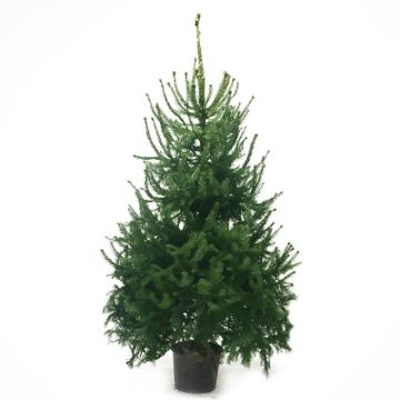 kerstboom-omorika.jpg
