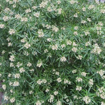 Choisya Aztec Pearl Hedge