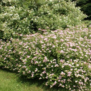 Spiraea japonica Little Princess Hedge