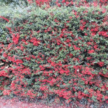 Pyracantha coccinea Red Column Hedge