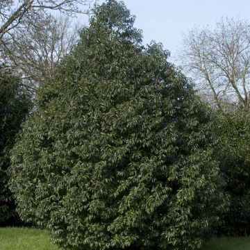 Prunus lusitanica Angustifolia Prunus lusitanica Angustifolia