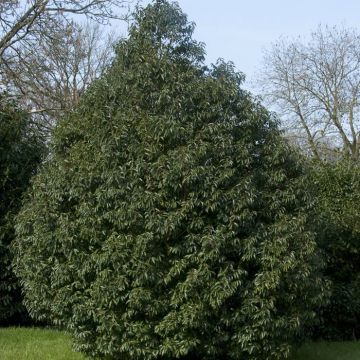 Prunus lusitanica Angustifolia