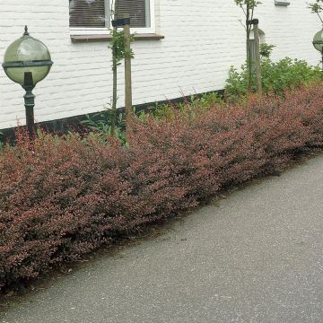 Berberis thunbergii Rose Glow