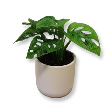 Maschera da scimmia Monstera