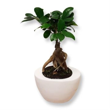 Ginseng Ceramic schaal.jpg