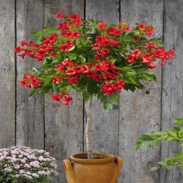 Campsis Rood stam HR (mail).png