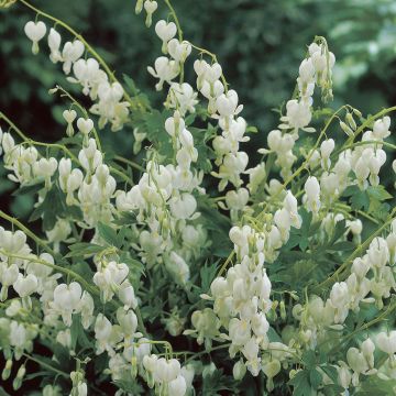 Dicentra spectabilis Alba