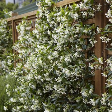 Trachelospermum jasminoides