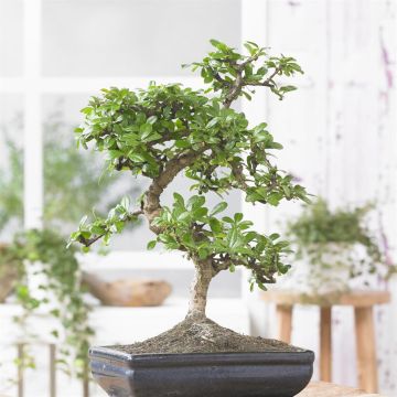 bonsai Carmona bonsai Carmona
