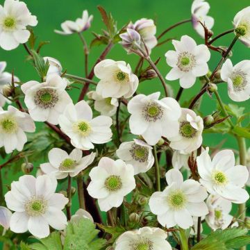 Anemone leveillei