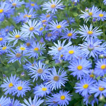 Aster frikartii Mo¦ênch Aster frikartii Mo¦ênch