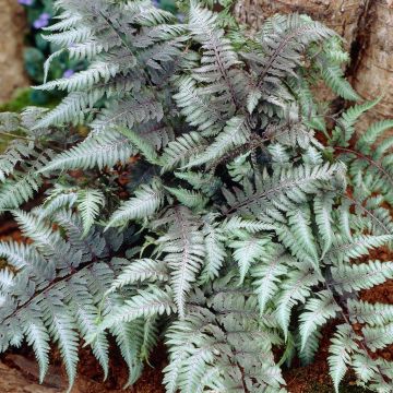 Athyrium niponicum pictum
