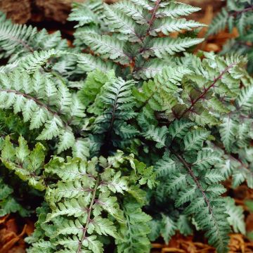Athyrium niponicum Ursulas Red Athyrium niponicum Ursulas Red