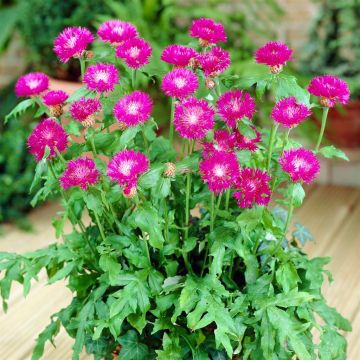 Centaurea dealbata Centaurea dealbata