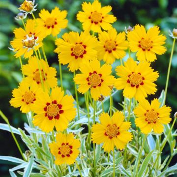 Coreopsis lanceolata Sterntaler