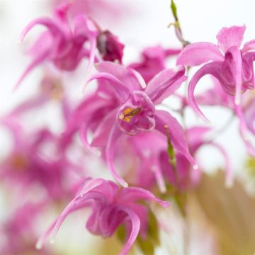 Epimedium gr. Rose Queen Epimedium gr. Rose Queen