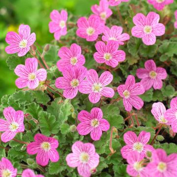 Erodium variabile Bishops Form