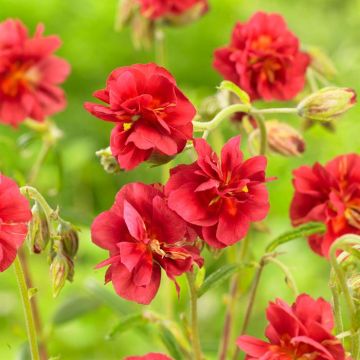 Helianthemum Cerise Queen