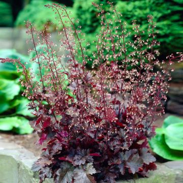 Heuchera Chocolate Ruffles