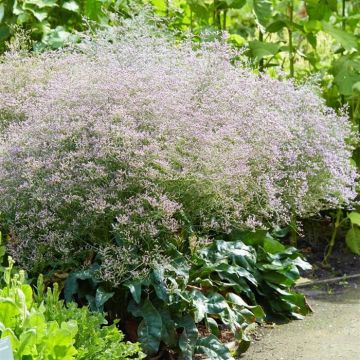 Limonium latifolium