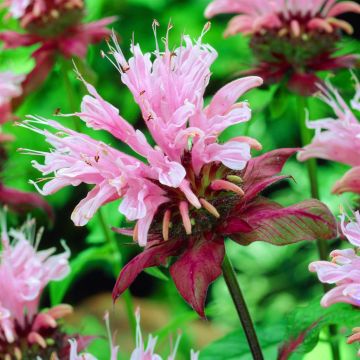 Monarda Beauty of Cobham Monarda Beauty of Cobham