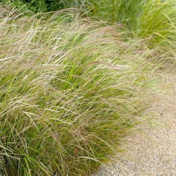 Stipa Arundinacea