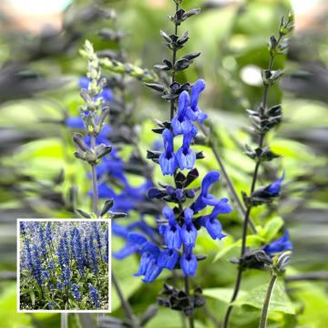 salvia black&blue