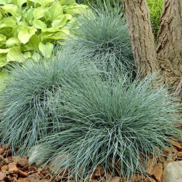 Festuca glauca Elijah Blue