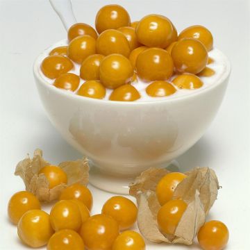 Physalis peruviana