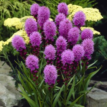 Liatris spicata Kobold Liatris spicata Kobold
