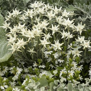 Leontopodium alpinum Leontopodium alpinum