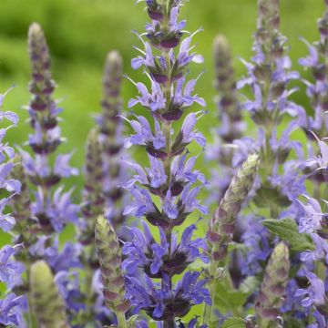 Salvia nemorosa Sensation Deep Blue Salvia nemorosa Sensation Deep Blue