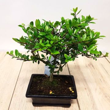Bonsai Ilex 12 cm broom