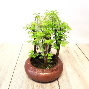Bonsai Pseudolarix Forest Bonsai Pseudolarix Forest