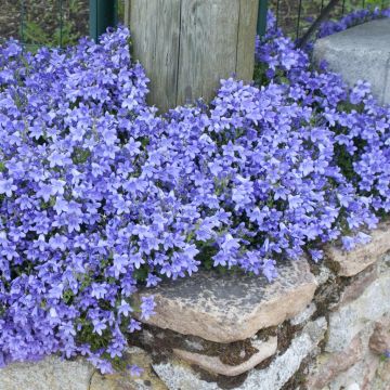 Campanula portenschlagiana Dark Take