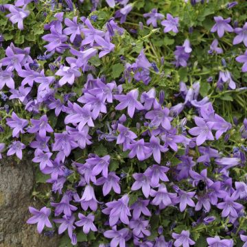 Campanula portenschlagiana Iris