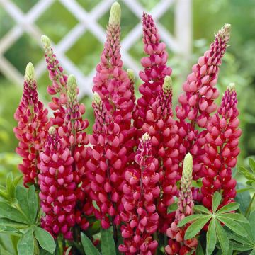 Lupinus Gallery Red Lupinus Gallery Red