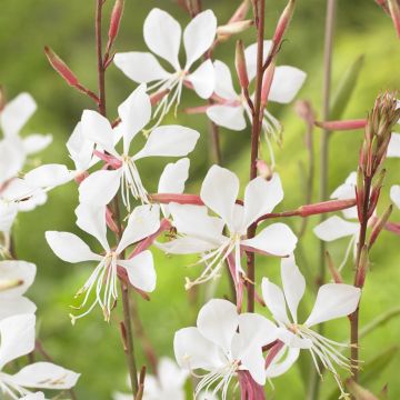 Gaura lindheimeri White V2
