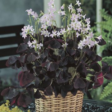 Oxalis triangularis