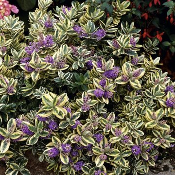 Hebe Variegata (tricolour)