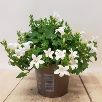 Campanula Porto Ice White