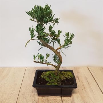 Bonsai Padocarpus macrophyllus 20 cm S
