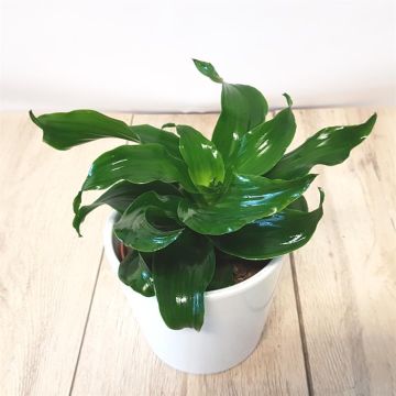 Dracaena fragrans Vaso Twist da 12 cm