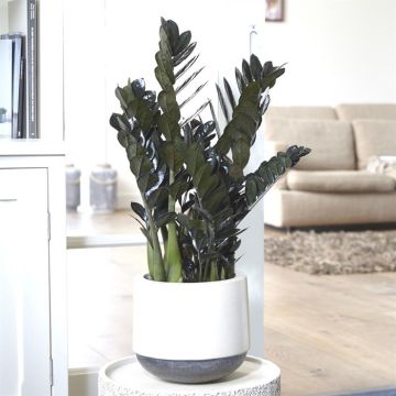 Zamioculcas zamiifolia Raven