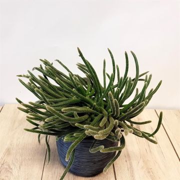 Rhipsalis Baccifera Horrida