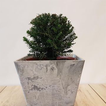 Taxus baccata ball 20 cm