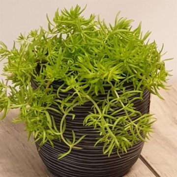 Sedum Lemon Coral